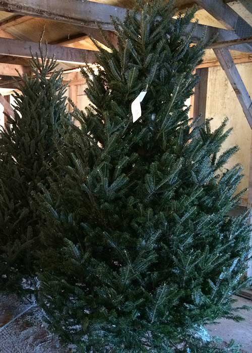 Fraser Fir