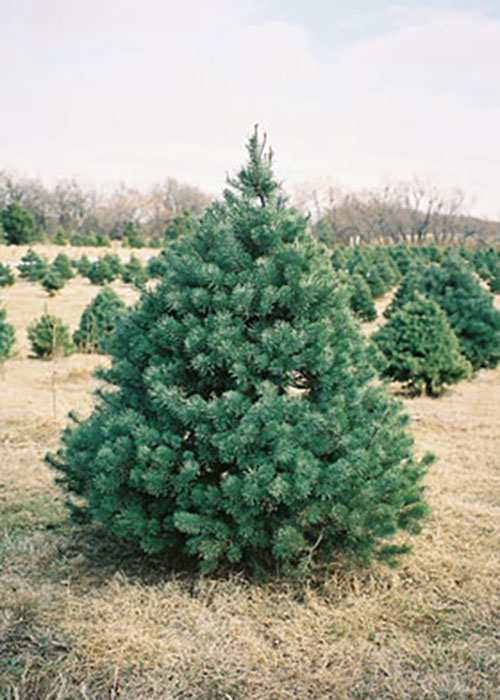 Scotch Pine