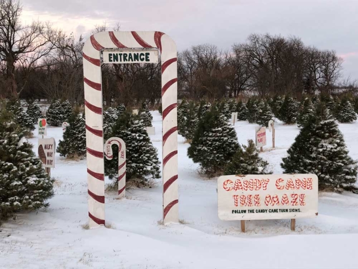 Tree farm entrance with candy cane arch